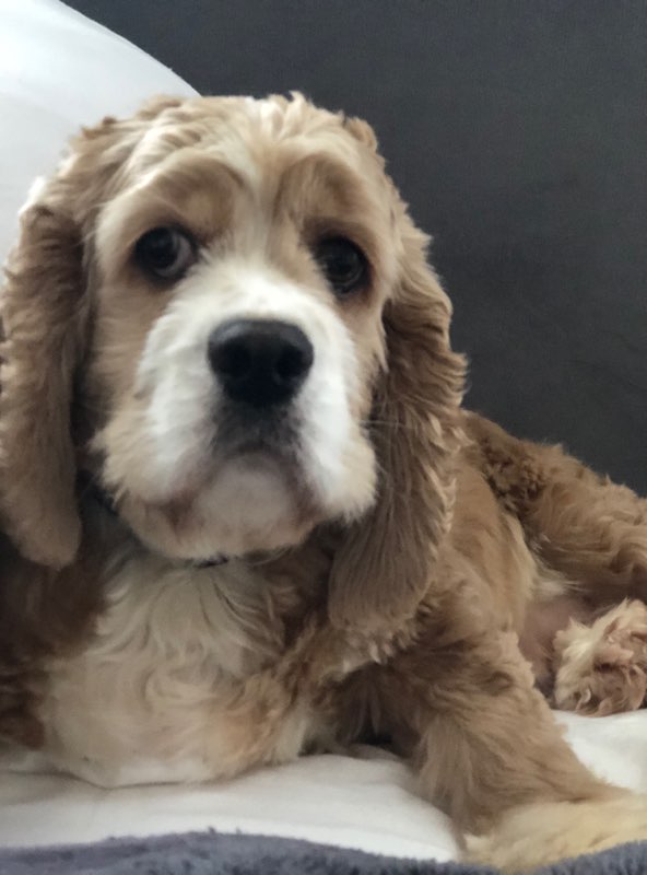 Do Ex Breeding Dogs Make Good Pets